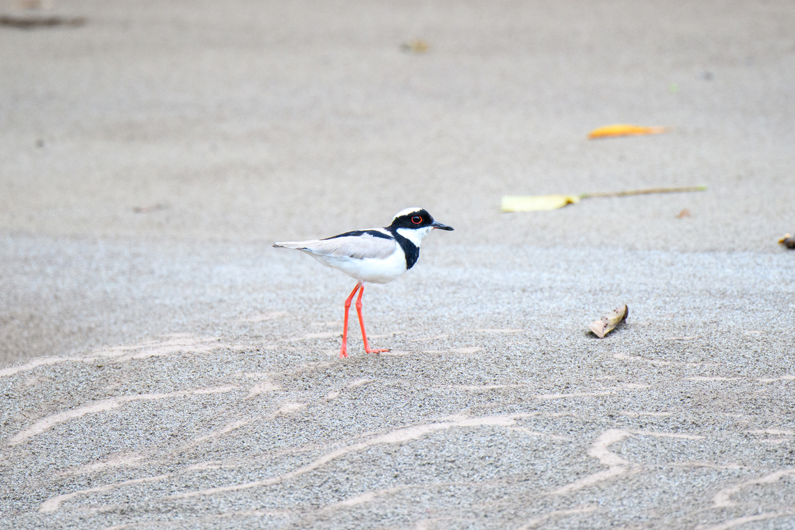 Pied Lapwing, Rio Bobonaza, Ecuador <figure class="photo"><a href="https://www.jungledragon.com/image/129296/pied_lapwing_-_on_the_run_rio_bobonaza_ecuador.html" title="Pied Lapwing - on the run, Rio Bobonaza, Ecuador"><img src="https://s3.amazonaws.com/media.jungledragon.com/images/2/129296_thumb.jpg?AWSAccessKeyId=05GMT0V3GWVNE7GGM1R2&Expires=1759968010&Signature=h%2FOQ7698xJN3kfSRvgVj2fg2BaA%3D" width="200" height="134" alt="Pied Lapwing - on the run, Rio Bobonaza, Ecuador https://www.jungledragon.com/image/129295/pied_lapwing_rio_bobonaza_ecuador.html Ecuador,Ecuador 2021,Finca Heimatlos,Geotagged,Pied Lapwing,South America,Spring,Vanellus cayanus,World" /></a></figure> Ecuador,Ecuador 2021,Finca Heimatlos,Geotagged,Pied plover,Rio Bobonaza,South America,Spring,Vanellus cayanus,World