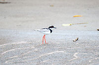 Pied Lapwing, Rio Bobonaza, Ecuador https://www.jungledragon.com/image/129296/pied_lapwing_-_on_the_run_rio_bobonaza_ecuador.html Ecuador,Ecuador 2021,Finca Heimatlos,Geotagged,Pied plover,Rio Bobonaza,South America,Spring,Vanellus cayanus,World