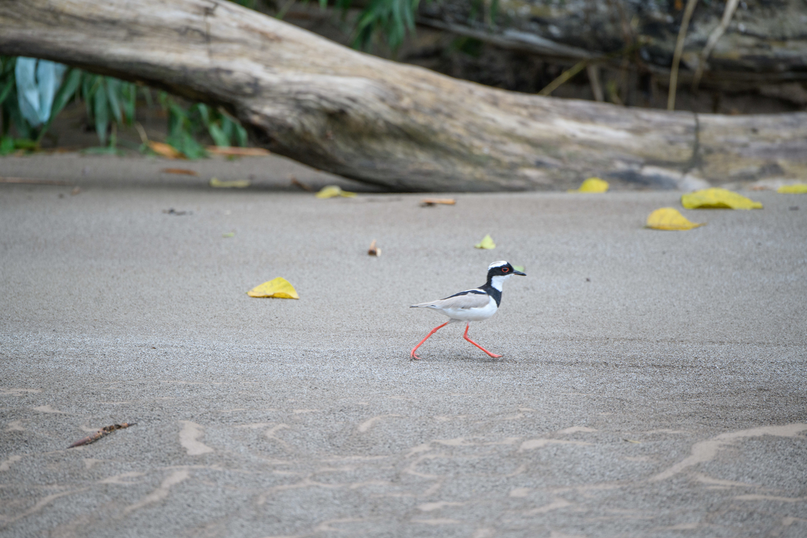 Pied Lapwing - on the run, Rio Bobonaza, Ecuador <figure class="photo"><a href="https://www.jungledragon.com/image/129295/pied_lapwing_rio_bobonaza_ecuador.html" title="Pied Lapwing, Rio Bobonaza, Ecuador"><img src="https://s3.amazonaws.com/media.jungledragon.com/images/2/129295_thumb.jpg?AWSAccessKeyId=05GMT0V3GWVNE7GGM1R2&Expires=1759968010&Signature=nDE246NQYKQ2Iw42eCKb8mcw1vI%3D" width="200" height="134" alt="Pied Lapwing, Rio Bobonaza, Ecuador https://www.jungledragon.com/image/129296/pied_lapwing_-_on_the_run_rio_bobonaza_ecuador.html Ecuador,Ecuador 2021,Finca Heimatlos,Geotagged,Pied plover,Rio Bobonaza,South America,Spring,Vanellus cayanus,World" /></a></figure> Ecuador,Ecuador 2021,Finca Heimatlos,Geotagged,Pied Lapwing,South America,Spring,Vanellus cayanus,World