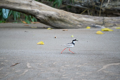 Pied Lapwing - on the run, Rio Bobonaza, Ecuador https://www.jungledragon.com/image/129295/pied_lapwing_rio_bobonaza_ecuador.html Ecuador,Ecuador 2021,Finca Heimatlos,Geotagged,Pied Lapwing,South America,Spring,Vanellus cayanus,World