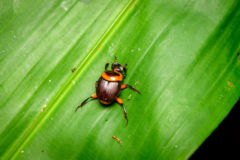 Canthon luteicollis, Finca Heimatlos, Ecuador A "dung roller" beetle. Canthon luteicollis,Ecuador,Ecuador 2021,Finca Heimatlos,Geotagged,South America,Spring,World