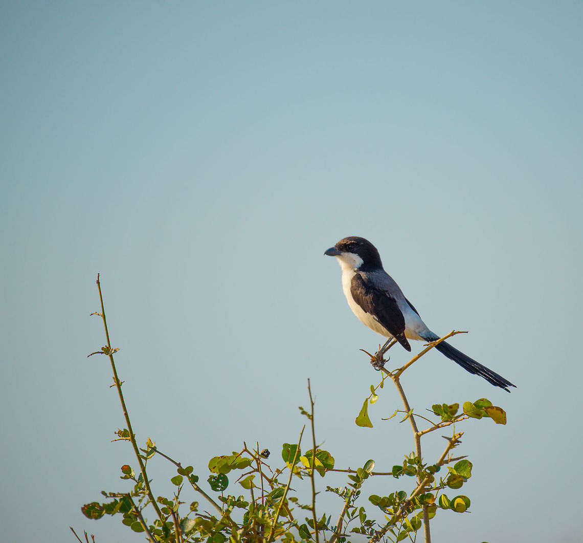 Long-tailed Fiscal Shrike in Tarangire, Tanzania  Africa,Lanius cabanisi,Long-tailed Fiscal,Tanzania,Tarangire,Tarangire National Park