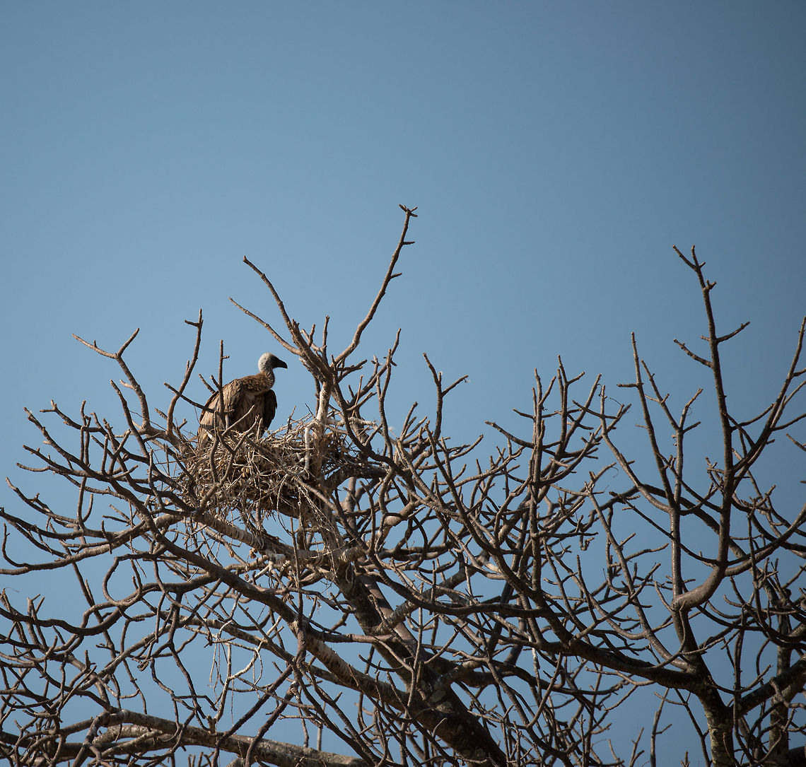Lappet-faced Vultures nesting in tree in Tarangire, Tanzania  Africa,Lappet-faced Vulture,Tanzania,Tarangire,Tarangire National Park,Torgos tracheliotos