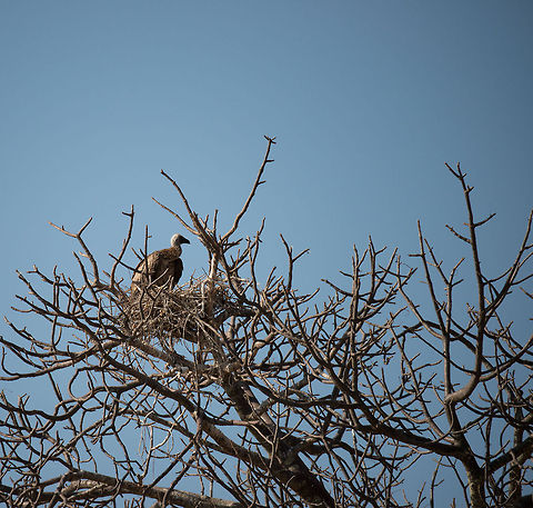 Lappet-faced Vultures nesting in tree in Tarangire, Tanzania  Africa,Lappet-faced Vulture,Tanzania,Tarangire,Tarangire National Park,Torgos tracheliotos