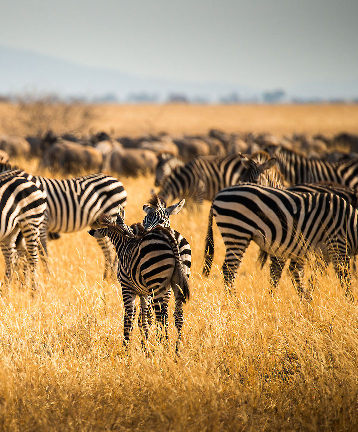Brothers in stripes Zebras and Wildebeest are born on the run, up on their feet only minutes after birth. These two seem to be hugging or cleaning each other. Or maybe they're wishing each other good luck. They will need it in this vulnerable part of their lives. Africa,Equus quagga,Plains zebra,Tanzania,Tarangire,Tarangire National Park