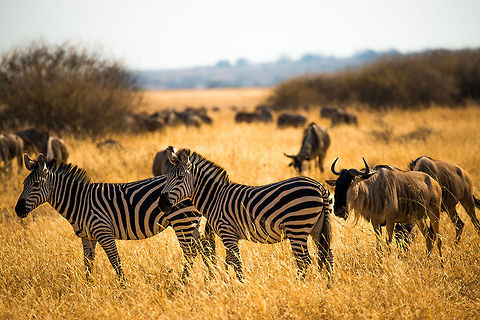 Where to next? A Wildebeest in the Great Migration following the lead of the Zebra. Africa,Equus quagga,Plains zebra,Tanzania,Tarangire,Tarangire National Park