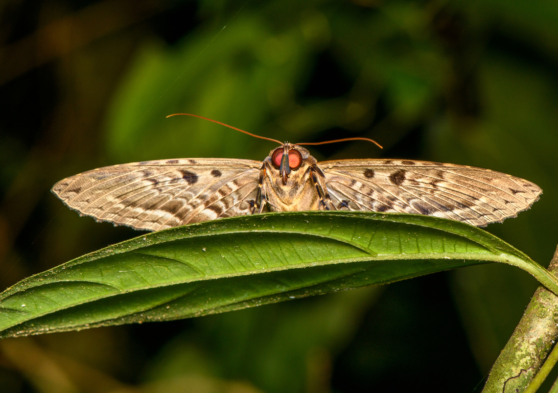 Feigeria buteo - frontal, Finca Heimatlos, Ecuador <figure class="photo"><a href="https://www.jungledragon.com/image/129469/feigeria_buteo_finca_heimatlos_ecuador.html" title="Feigeria buteo, Finca Heimatlos, Ecuador"><img src="https://s3.amazonaws.com/media.jungledragon.com/images/2/129469_thumb.jpg?AWSAccessKeyId=05GMT0V3GWVNE7GGM1R2&Expires=1767225610&Signature=D89xcCdrvnlAsOQdzePs4O37R7s%3D" width="200" height="134" alt="Feigeria buteo, Finca Heimatlos, Ecuador https://www.jungledragon.com/image/129468/feigeria_buteo_-_frontal_finca_heimatlos_ecuador.html Ecuador,Ecuador 2021,Feigeria buteo,Finca Heimatlos,Geotagged,South America,Spring,World" /></a></figure> Ecuador,Ecuador 2021,Feigeria buteo,Finca Heimatlos,Geotagged,South America,Spring,World