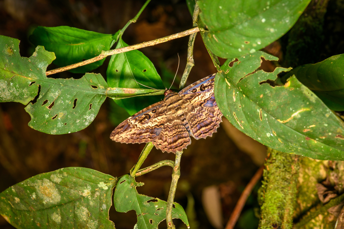 Feigeria buteo, Finca Heimatlos, Ecuador <figure class="photo"><a href="https://www.jungledragon.com/image/129468/feigeria_buteo_-_frontal_finca_heimatlos_ecuador.html" title="Feigeria buteo - frontal, Finca Heimatlos, Ecuador"><img src="https://s3.amazonaws.com/media.jungledragon.com/images/2/129468_thumb.jpg?AWSAccessKeyId=05GMT0V3GWVNE7GGM1R2&Expires=1769040010&Signature=KE8qAad1XGY3cA0h1RVBp6Kjqjg%3D" width="200" height="142" alt="Feigeria buteo - frontal, Finca Heimatlos, Ecuador https://www.jungledragon.com/image/129469/feigeria_buteo_finca_heimatlos_ecuador.html Ecuador,Ecuador 2021,Feigeria buteo,Finca Heimatlos,Geotagged,South America,Spring,World" /></a></figure> Ecuador,Ecuador 2021,Feigeria buteo,Finca Heimatlos,Geotagged,South America,Spring,World