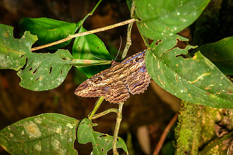 Feigeria buteo, Finca Heimatlos, Ecuador https://www.jungledragon.com/image/129468/feigeria_buteo_-_frontal_finca_heimatlos_ecuador.html Ecuador,Ecuador 2021,Feigeria buteo,Finca Heimatlos,Geotagged,South America,Spring,World