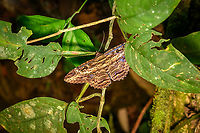 Feigeria buteo, Finca Heimatlos, Ecuador https://www.jungledragon.com/image/129468/feigeria_buteo_-_frontal_finca_heimatlos_ecuador.html Ecuador,Ecuador 2021,Feigeria buteo,Finca Heimatlos,Geotagged,South America,Spring,World