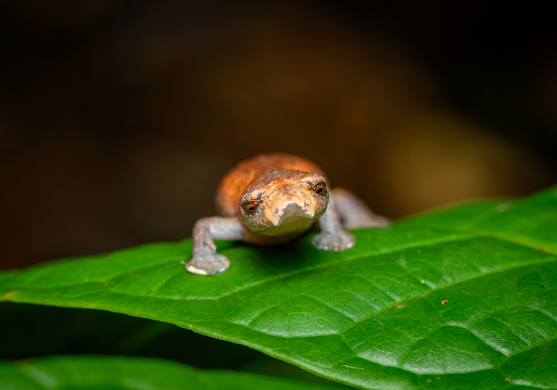 Peruvian Climbing Salamander - frontal, Finca Heimatlos, Ecuador Despite its common name, this salamander is found in both Peru and Ecuador. Species in this genus are called "Mushroom-tongued Salamanders". Most species in this genus have webbed feet.<br />
<figure class="photo"><a href="https://www.jungledragon.com/image/129472/peruvian_climbing_salamander_-_overview_finca_heimatlos_ecuador.html" title="Peruvian Climbing Salamander - overview, Finca Heimatlos, Ecuador"><img src="https://s3.amazonaws.com/media.jungledragon.com/images/2/129472_thumb.jpg?AWSAccessKeyId=05GMT0V3GWVNE7GGM1R2&Expires=1770854410&Signature=0kqOYojnpnRF%2FhZnG2HTGKXKdDU%3D" width="200" height="142" alt="Peruvian Climbing Salamander - overview, Finca Heimatlos, Ecuador Despite its common name, this salamander is found in both Peru and Ecuador. Species in this genus are called "Mushroom-tongued Salamanders". Most species in this genus have webbed feet.<br />
https://www.jungledragon.com/image/129471/peruvian_climbing_salamander_finca_heimatlos_ecuador.html<br />
https://www.jungledragon.com/image/129470/peruvian_climbing_salamander_-_frontal_finca_heimatlos_ecuador.html Bolitoglossa peruviana,Ecuador,Ecuador 2021,Finca Heimatlos,Geotagged,Peruvian Climbing Salamander,South America,Spring,World" /></a></figure><br />
<figure class="photo"><a href="https://www.jungledragon.com/image/129471/peruvian_climbing_salamander_finca_heimatlos_ecuador.html" title="Peruvian Climbing Salamander, Finca Heimatlos, Ecuador"><img src="https://s3.amazonaws.com/media.jungledragon.com/images/2/129471_thumb.jpg?AWSAccessKeyId=05GMT0V3GWVNE7GGM1R2&Expires=1770854410&Signature=uUkfqP5fMQazIOz8X9u5LAP5Mys%3D" width="200" height="134" alt="Peruvian Climbing Salamander, Finca Heimatlos, Ecuador Despite its common name, this salamander is found in both Peru and Ecuador. Species in this genus are called "Mushroom-tongued Salamanders". Most species in this genus have webbed feet.<br />
https://www.jungledragon.com/image/129472/peruvian_climbing_salamander_-_overview_finca_heimatlos_ecuador.html<br />
https://www.jungledragon.com/image/129470/peruvian_climbing_salamander_-_frontal_finca_heimatlos_ecuador.html Bolitoglossa peruviana,Ecuador,Ecuador 2021,Finca Heimatlos,Geotagged,South America,Spring,World" /></a></figure> Bolitoglossa peruviana,Ecuador,Ecuador 2021,Finca Heimatlos,Geotagged,Peruvian Climbing Salamander,South America,Spring,World
