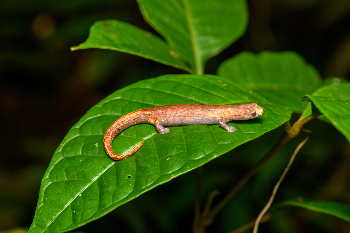 Peruvian Climbing Salamander, Finca Heimatlos, Ecuador Despite its common name, this salamander is found in both Peru and Ecuador. Species in this genus are called &quot;Mushroom-tongued Salamanders&quot;. Most species in this genus have webbed feet.<br />
<figure class="photo"><a href="https://www.jungledragon.com/image/129472/peruvian_climbing_salamander_-_overview_finca_heimatlos_ecuador.html" title="Peruvian Climbing Salamander - overview, Finca Heimatlos, Ecuador"><img src="https://s3.amazonaws.com/media.jungledragon.com/images/2/129472_thumb.jpg?AWSAccessKeyId=05GMT0V3GWVNE7GGM1R2&Expires=1767225610&Signature=n%2B7Gwmnc7jGEOzZDnK1wlmnLRkM%3D" width="200" height="142" alt="Peruvian Climbing Salamander - overview, Finca Heimatlos, Ecuador Despite its common name, this salamander is found in both Peru and Ecuador. Species in this genus are called &quot;Mushroom-tongued Salamanders&quot;. Most species in this genus have webbed feet.<br />
https://www.jungledragon.com/image/129471/peruvian_climbing_salamander_finca_heimatlos_ecuador.html<br />
https://www.jungledragon.com/image/129470/peruvian_climbing_salamander_-_frontal_finca_heimatlos_ecuador.html Bolitoglossa peruviana,Ecuador,Ecuador 2021,Finca Heimatlos,Geotagged,Peruvian Climbing Salamander,South America,Spring,World" /></a></figure><br />
<figure class="photo"><a href="https://www.jungledragon.com/image/129470/peruvian_climbing_salamander_-_frontal_finca_heimatlos_ecuador.html" title="Peruvian Climbing Salamander - frontal, Finca Heimatlos, Ecuador"><img src="https://s3.amazonaws.com/media.jungledragon.com/images/2/129470_thumb.jpg?AWSAccessKeyId=05GMT0V3GWVNE7GGM1R2&Expires=1767225610&Signature=D2edLTm2qiO8NbNjfAFcX4Y78Mo%3D" width="200" height="140" alt="Peruvian Climbing Salamander - frontal, Finca Heimatlos, Ecuador Despite its common name, this salamander is found in both Peru and Ecuador. Species in this genus are called &quot;Mushroom-tongued Salamanders&quot;. Most species in this genus have webbed feet.<br />
https://www.jungledragon.com/image/129472/peruvian_climbing_salamander_-_overview_finca_heimatlos_ecuador.html<br />
https://www.jungledragon.com/image/129471/peruvian_climbing_salamander_finca_heimatlos_ecuador.html Bolitoglossa peruviana,Ecuador,Ecuador 2021,Finca Heimatlos,Geotagged,Peruvian Climbing Salamander,South America,Spring,World" /></a></figure> Bolitoglossa peruviana,Ecuador,Ecuador 2021,Finca Heimatlos,Geotagged,South America,Spring,World