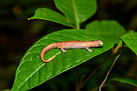 Peruvian Climbing Salamander, Finca Heimatlos, Ecuador Despite its common name, this salamander is found in both Peru and Ecuador. Species in this genus are called "Mushroom-tongued Salamanders". Most species in this genus have webbed feet.<br />
https://www.jungledragon.com/image/129472/peruvian_climbing_salamander_-_overview_finca_heimatlos_ecuador.html<br />
https://www.jungledragon.com/image/129470/peruvian_climbing_salamander_-_frontal_finca_heimatlos_ecuador.html Bolitoglossa peruviana,Ecuador,Ecuador 2021,Finca Heimatlos,Geotagged,South America,Spring,World