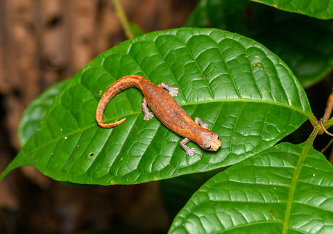 Peruvian Climbing Salamander