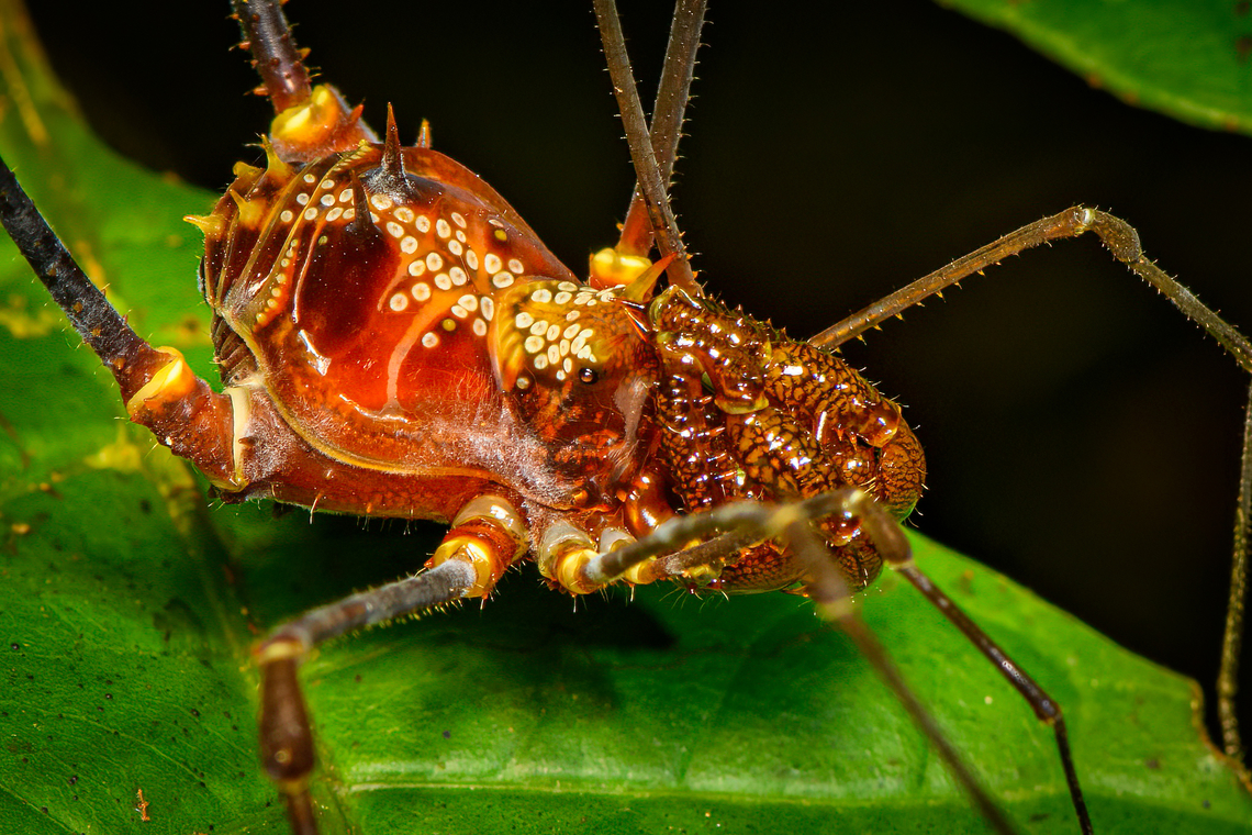 Phareicranaus hermosa, Finca Heimatlos, Ecuador <figure class="photo"><a href="https://www.jungledragon.com/image/129476/phareicranaus_hermosa_-_overview_finca_heimatlos_ecuador.html" title="Phareicranaus hermosa - overview, Finca Heimatlos, Ecuador"><img src="https://s3.amazonaws.com/media.jungledragon.com/images/2/129476_thumb.jpg?AWSAccessKeyId=05GMT0V3GWVNE7GGM1R2&Expires=1759968010&Signature=H9A9Et5vjDbiOEwc9AJSQXQNVFo%3D" width="140" height="152" alt="Phareicranaus hermosa - overview, Finca Heimatlos, Ecuador https://www.jungledragon.com/image/129475/phareicranaus_hermosa_finca_heimatlos_ecuador.html Ecuador,Ecuador 2021,Finca Heimatlos,Geotagged,Phareicranaus hermosa,South America,Spring,World" /></a></figure> Ecuador,Ecuador 2021,Finca Heimatlos,Geotagged,Phareicranaus hermosa,South America,Spring,World
