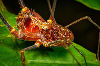 Phareicranaus hermosa, Finca Heimatlos, Ecuador https://www.jungledragon.com/image/129476/phareicranaus_hermosa_-_overview_finca_heimatlos_ecuador.html Ecuador,Ecuador 2021,Finca Heimatlos,Geotagged,Phareicranaus hermosa,South America,Spring,World