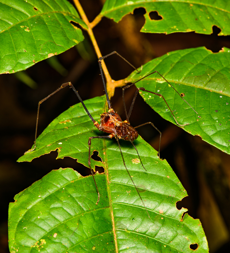 Phareicranaus hermosa - overview, Finca Heimatlos, Ecuador <figure class="photo"><a href="https://www.jungledragon.com/image/129475/phareicranaus_hermosa_finca_heimatlos_ecuador.html" title="Phareicranaus hermosa, Finca Heimatlos, Ecuador"><img src="https://s3.amazonaws.com/media.jungledragon.com/images/2/129475_thumb.jpg?AWSAccessKeyId=05GMT0V3GWVNE7GGM1R2&Expires=1767225610&Signature=xs4R73ceWN7NV5bxgNDkAEHINR8%3D" width="200" height="134" alt="Phareicranaus hermosa, Finca Heimatlos, Ecuador https://www.jungledragon.com/image/129476/phareicranaus_hermosa_-_overview_finca_heimatlos_ecuador.html Ecuador,Ecuador 2021,Finca Heimatlos,Geotagged,Phareicranaus hermosa,South America,Spring,World" /></a></figure> Ecuador,Ecuador 2021,Finca Heimatlos,Geotagged,Phareicranaus hermosa,South America,Spring,World
