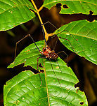 Phareicranaus hermosa - overview, Finca Heimatlos, Ecuador https://www.jungledragon.com/image/129475/phareicranaus_hermosa_finca_heimatlos_ecuador.html Ecuador,Ecuador 2021,Finca Heimatlos,Geotagged,Phareicranaus hermosa,South America,Spring,World