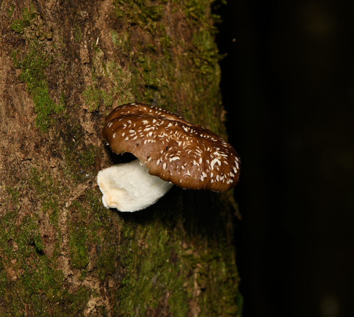 Russula fungus on tree, Finca Heimatlos, Ecuador The white spots seem to be bite marks, not a pattern part of the fungus itself. Ecuador,Ecuador 2021,Finca Heimatlos,Geotagged,South America,Spring,World