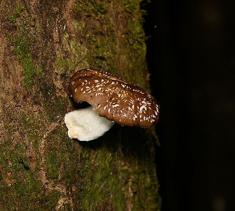 Russula fungus on tree, Finca Heimatlos, Ecuador The white spots seem to be bite marks, not a pattern part of the fungus itself. Ecuador,Ecuador 2021,Finca Heimatlos,Geotagged,South America,Spring,World