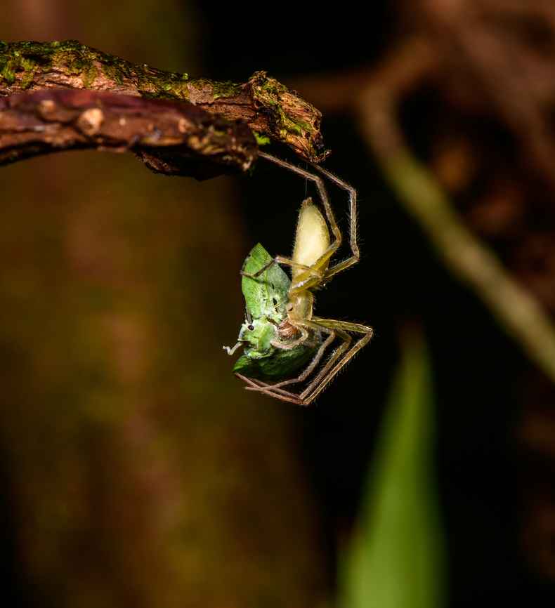 Spider feeding on moth, Finca Heimatlos, Ecuador  Ecuador,Ecuador 2021,Finca Heimatlos,Geotagged,South America,Spring,World