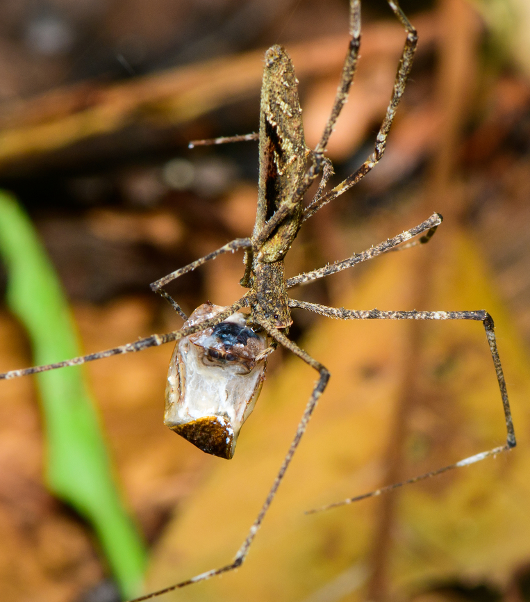 Ogre-faced Spider feeding on cockroach - closeup, Finca Heimatlos, Ecuador Quite a gory scene.<br />
<figure class="photo"><a href="https://www.jungledragon.com/image/129492/ogre-faced_spider_feeding_on_cockroach_finca_heimatlos_ecuador.html" title="Ogre-faced Spider feeding on cockroach, Finca Heimatlos, Ecuador"><img src="https://s3.amazonaws.com/media.jungledragon.com/images/2/129492_thumb.jpg?AWSAccessKeyId=05GMT0V3GWVNE7GGM1R2&Expires=1761782410&Signature=Bzzz9E3e5QxRxrMeRd17SWn2z2g%3D" width="134" height="152" alt="Ogre-faced Spider feeding on cockroach, Finca Heimatlos, Ecuador Quite a gory scene.<br />
https://www.jungledragon.com/image/129491/ogre-faced_spider_feeding_on_cockroach_-_closeup_finca_heimatlos_ecuador.html Ecuador,Ecuador 2021,Finca Heimatlos,Geotagged,South America,Spring,World" /></a></figure> Ecuador,Ecuador 2021,Finca Heimatlos,Geotagged,South America,Spring,World