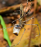 Ogre-faced Spider feeding on cockroach - closeup, Finca Heimatlos, Ecuador Quite a gory scene.<br />
https://www.jungledragon.com/image/129492/ogre-faced_spider_feeding_on_cockroach_finca_heimatlos_ecuador.html Ecuador,Ecuador 2021,Finca Heimatlos,Geotagged,South America,Spring,World