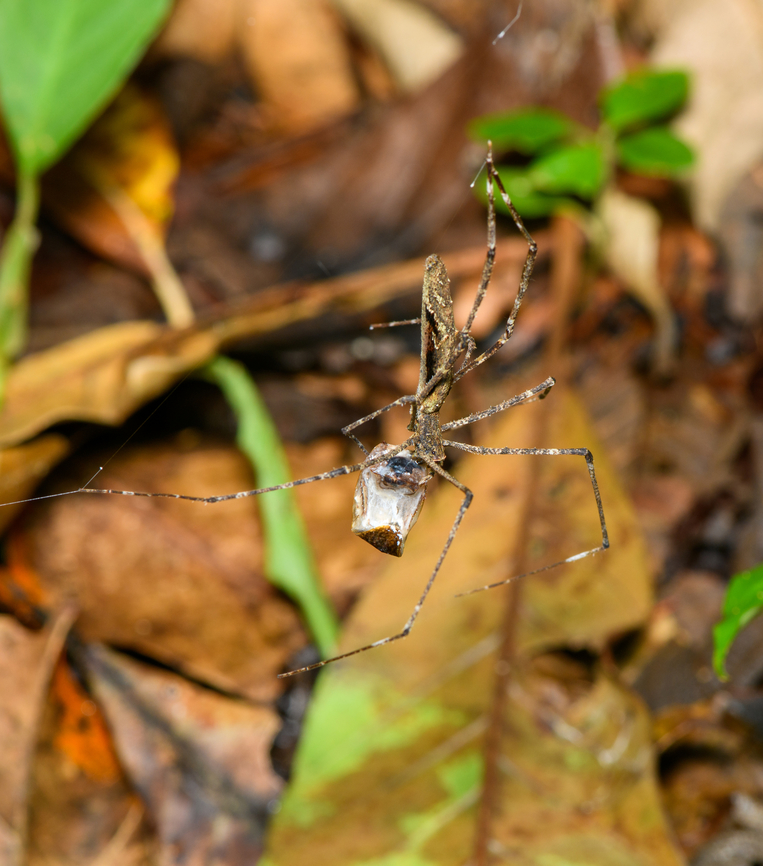 Ogre-faced Spider feeding on cockroach, Finca Heimatlos, Ecuador Quite a gory scene.<br />
<figure class="photo"><a href="https://www.jungledragon.com/image/129491/ogre-faced_spider_feeding_on_cockroach_-_closeup_finca_heimatlos_ecuador.html" title="Ogre-faced Spider feeding on cockroach - closeup, Finca Heimatlos, Ecuador"><img src="https://s3.amazonaws.com/media.jungledragon.com/images/2/129491_thumb.jpg?AWSAccessKeyId=05GMT0V3GWVNE7GGM1R2&Expires=1769040010&Signature=YLLE8ZVivXZMIZIz6dBZFkPkLXo%3D" width="134" height="152" alt="Ogre-faced Spider feeding on cockroach - closeup, Finca Heimatlos, Ecuador Quite a gory scene.<br />
https://www.jungledragon.com/image/129492/ogre-faced_spider_feeding_on_cockroach_finca_heimatlos_ecuador.html Ecuador,Ecuador 2021,Finca Heimatlos,Geotagged,South America,Spring,World" /></a></figure> Ecuador,Ecuador 2021,Finca Heimatlos,Geotagged,South America,Spring,World