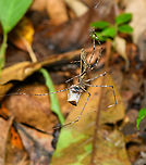 Ogre-faced Spider feeding on cockroach, Finca Heimatlos, Ecuador Quite a gory scene.<br />
https://www.jungledragon.com/image/129491/ogre-faced_spider_feeding_on_cockroach_-_closeup_finca_heimatlos_ecuador.html Ecuador,Ecuador 2021,Finca Heimatlos,Geotagged,South America,Spring,World