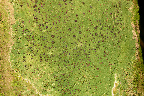 Lichen on tree, Finca Heimatlos, Ecuador This is one for the zoomers. Ecuador,Ecuador 2021,Finca Heimatlos,Geotagged,South America,Spring,World