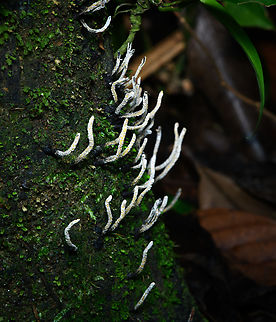 Xylaria hypoxylon on tree, Finca Heimatlos, Ecuador Note that when you zoom in, the stem of the fungi are yellow, not white. Candlesnuff fungus,Ecuador,Ecuador 2021,Finca Heimatlos,Geotagged,South America,Spring,World,Xylaria hypoxylon