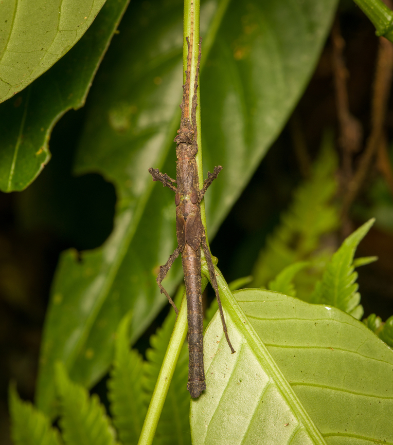 Phasmid, Finca Heimatlos, Ecuador  Ecuador,Ecuador 2021,Finca Heimatlos,Geotagged,South America,Spring,World