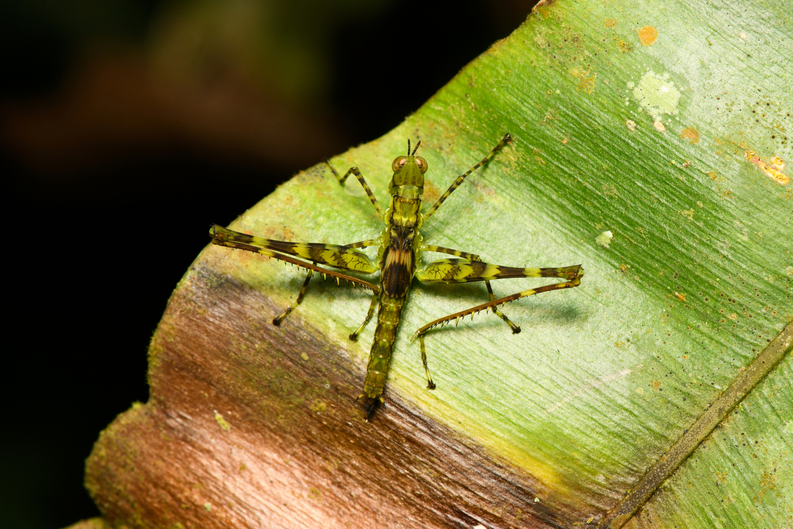 Juvenile grasshopper, Finca Heimatlos This is what I was referring to in my other post:<br />
<figure class="photo"><a href="https://www.jungledragon.com/image/129244/lichen_mantis_liturgusa_sp._finca_heimatlos_ecuador.html" title="Lichen mantis (Liturgusa sp.), Finca Heimatlos, Ecuador"><img src="https://s3.amazonaws.com/media.jungledragon.com/images/2/129244_thumb.jpg?AWSAccessKeyId=05GMT0V3GWVNE7GGM1R2&Expires=1759968010&Signature=Ov1ZbWQzZelGc6BsJy6LNUtFGsw%3D" width="110" height="152" alt="Lichen mantis (Liturgusa sp.), Finca Heimatlos, Ecuador Here&#039;s another example of only figuring out what you photographed when you get back home. During night tours I often see tiny katydid nymphs on trees, superficially looking similar to this photo. As they&#039;re so common, you soon dismiss them in search of more interesting targets.<br />
<br />
I&#039;m glad I captured at least one of them, as it turns out to be something else entirely. This is a mantis in the Liturgusa genus, nicknamed &quot;Bark mantis&quot; or &quot;Lichen mantis&quot;. They&#039;re tiny and unique in their behavior. Unlike other mantises, they do not ambush prey, they actively run and chase it.<br />
<br />
The lesson learned: always walk the forest with fresh eyes. Your experience &quot;filter&quot; is overrated. Ecuador,Ecuador 2021,Finca Heimatlos,Geotagged,South America,Spring,World" /></a></figure><br />
A juvenile grasshoppers like this is commonly found, which may make you skip it. Yet the above post shows a mantis, not a grasshopper. They really look very similar to the human eye, at night, and without magnification. Ecuador,Ecuador 2021,Finca Heimatlos,Geotagged,South America,Spring,World