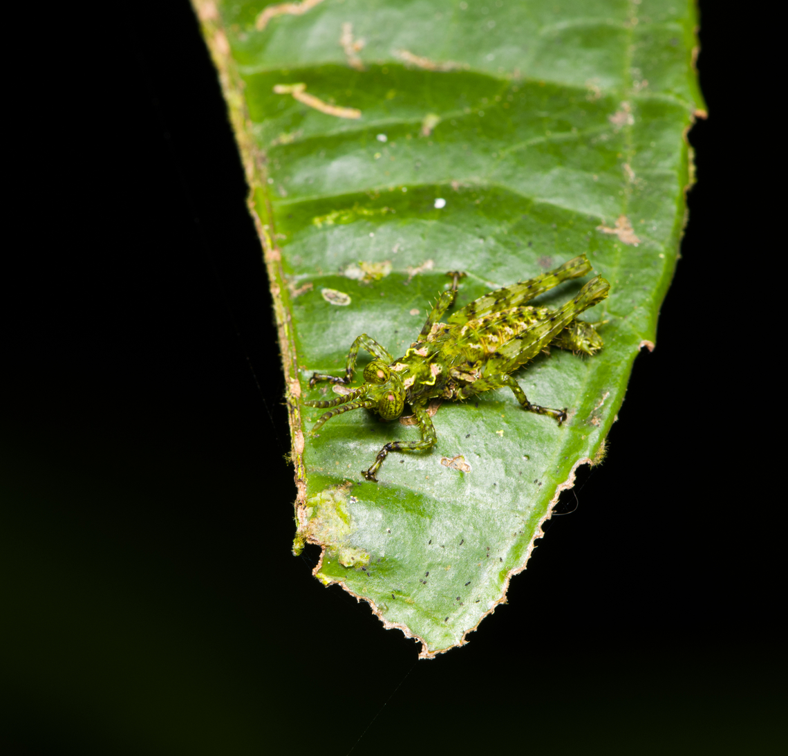 Young grasshopper, Finca Heimatlos, Ecuador  Ecuador,Ecuador 2021,Finca Heimatlos,Geotagged,South America,Spring,World