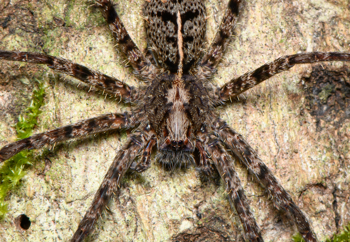 Enoploctenus (wandering spider) - closeup, Finca Heimatlos, Ecuador Probably Enoploctenus sp., but not fully sure. This spider has some really beautiful details.<br />
<figure class="photo"><a href="https://www.jungledragon.com/image/129538/enoploctenus_wandering_spider_finca_heimatlos_ecuador.html" title="Enoploctenus (wandering spider), Finca Heimatlos, Ecuador"><img src="https://s3.amazonaws.com/media.jungledragon.com/images/2/129538_thumb.jpg?AWSAccessKeyId=05GMT0V3GWVNE7GGM1R2&Expires=1759968010&Signature=2hSsXMxvRTQjiompk%2F8RnXmsEVU%3D" width="200" height="140" alt="Enoploctenus (wandering spider), Finca Heimatlos, Ecuador Probably Enoploctenus sp., but not fully sure. This spider has some really beautiful details.<br />
https://www.jungledragon.com/image/129537/enoploctenus_wandering_spider_-_closeup_finca_heimatlos_ecuador.html Ecuador,Ecuador 2021,Finca Heimatlos,Geotagged,South America,Spring,World" /></a></figure> Ecuador,Ecuador 2021,Finca Heimatlos,Geotagged,South America,Spring,World