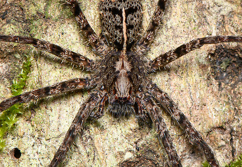 Enoploctenus (wandering spider) - closeup, Finca Heimatlos, Ecuador Probably Enoploctenus sp., but not fully sure. This spider has some really beautiful details.
https://www.jungledragon.com/image/129538/enoploctenus_wandering_spider_finca_heimatlos_ecuador.html Ecuador,Ecuador 2021,Finca Heimatlos,Geotagged,South America,Spring,World