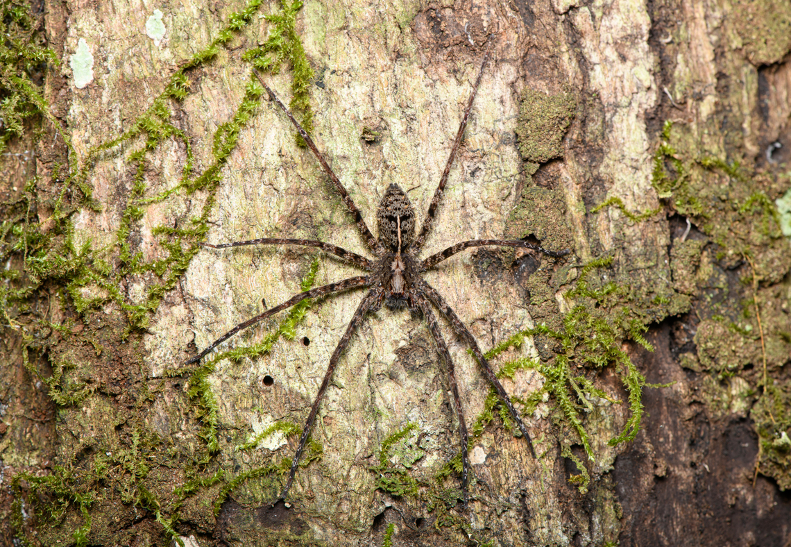 Enoploctenus (wandering spider), Finca Heimatlos, Ecuador Probably Enoploctenus sp., but not fully sure. This spider has some really beautiful details.<br />
<figure class="photo"><a href="https://www.jungledragon.com/image/129537/enoploctenus_wandering_spider_-_closeup_finca_heimatlos_ecuador.html" title="Enoploctenus (wandering spider) - closeup, Finca Heimatlos, Ecuador"><img src="https://s3.amazonaws.com/media.jungledragon.com/images/2/129537_thumb.jpg?AWSAccessKeyId=05GMT0V3GWVNE7GGM1R2&Expires=1769040010&Signature=vGtq9llA%2BoQJmYQsV5mhoJvhChc%3D" width="200" height="140" alt="Enoploctenus (wandering spider) - closeup, Finca Heimatlos, Ecuador Probably Enoploctenus sp., but not fully sure. This spider has some really beautiful details.<br />
https://www.jungledragon.com/image/129538/enoploctenus_wandering_spider_finca_heimatlos_ecuador.html Ecuador,Ecuador 2021,Finca Heimatlos,Geotagged,South America,Spring,World" /></a></figure> Ecuador,Ecuador 2021,Finca Heimatlos,Geotagged,South America,Spring,World
