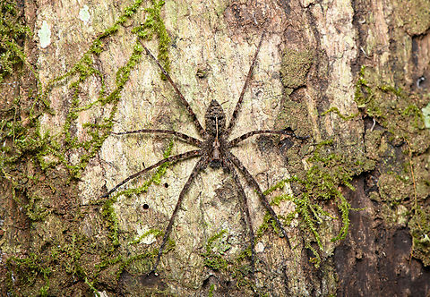 Enoploctenus (wandering spider), Finca Heimatlos, Ecuador Probably Enoploctenus sp., but not fully sure. This spider has some really beautiful details.
https://www.jungledragon.com/image/129537/enoploctenus_wandering_spider_-_closeup_finca_heimatlos_ecuador.html Ecuador,Ecuador 2021,Finca Heimatlos,Geotagged,South America,Spring,World