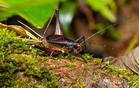 Spider Cricket (Phalangopsidae) - side view, Finca Heimatlos, Ecuador Stunning species, every detail about it is so cool.
https://www.jungledragon.com/image/129540/spider_cricket_phalangopsidae_finca_heimatlos_ecuador.html Ecuador,Ecuador 2021,Finca Heimatlos,Geotagged,South America,Spring,World