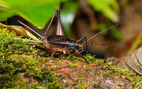 Spider Cricket (Phalangopsidae) - side view, Finca Heimatlos, Ecuador Stunning species, every detail about it is so cool.<br />
https://www.jungledragon.com/image/129540/spider_cricket_phalangopsidae_finca_heimatlos_ecuador.html Ecuador,Ecuador 2021,Finca Heimatlos,Geotagged,South America,Spring,World