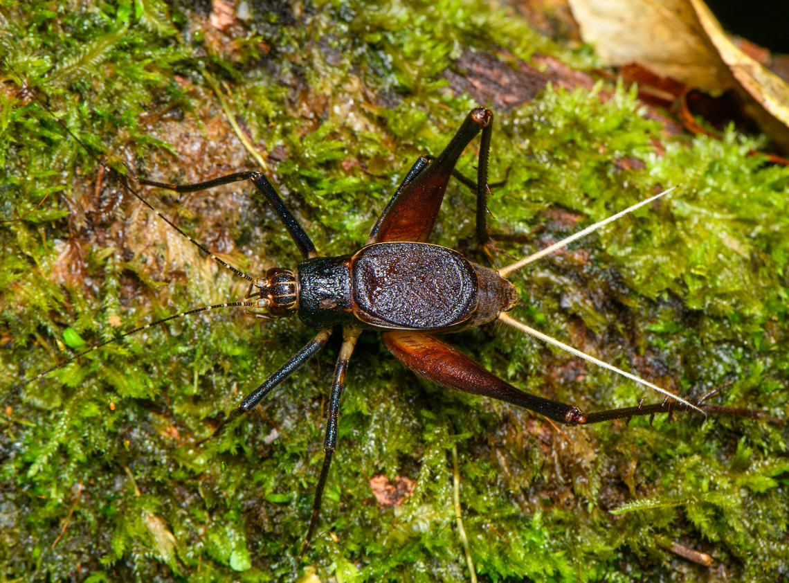 Spider Cricket (Phalangopsidae), Finca Heimatlos, Ecuador Stunning species, every detail about it is so cool.<br />
<figure class="photo"><a href="https://www.jungledragon.com/image/129539/spider_cricket_phalangopsidae_-_side_view_finca_heimatlos_ecuador.html" title="Spider Cricket (Phalangopsidae) - side view, Finca Heimatlos, Ecuador"><img src="https://s3.amazonaws.com/media.jungledragon.com/images/2/129539_thumb.jpg?AWSAccessKeyId=05GMT0V3GWVNE7GGM1R2&Expires=1769040010&Signature=nBhjKsKUHpC2UaPkJm%2F%2FL08QKUA%3D" width="200" height="128" alt="Spider Cricket (Phalangopsidae) - side view, Finca Heimatlos, Ecuador Stunning species, every detail about it is so cool.<br />
https://www.jungledragon.com/image/129540/spider_cricket_phalangopsidae_finca_heimatlos_ecuador.html Ecuador,Ecuador 2021,Finca Heimatlos,Geotagged,South America,Spring,World" /></a></figure> Ecuador,Ecuador 2021,Finca Heimatlos,Geotagged,South America,Spring,World