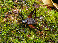 Spider Cricket (Phalangopsidae), Finca Heimatlos, Ecuador Stunning species, every detail about it is so cool.<br />
https://www.jungledragon.com/image/129539/spider_cricket_phalangopsidae_-_side_view_finca_heimatlos_ecuador.html Ecuador,Ecuador 2021,Finca Heimatlos,Geotagged,South America,Spring,World