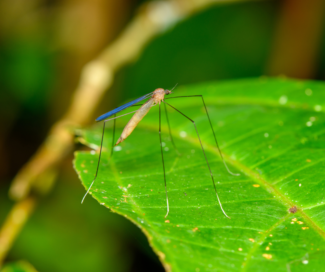 White feet crane fly, Finca Heimatlos, Ecuador  Ecuador,Ecuador 2021,Finca Heimatlos,Geotagged,South America,Spring,World