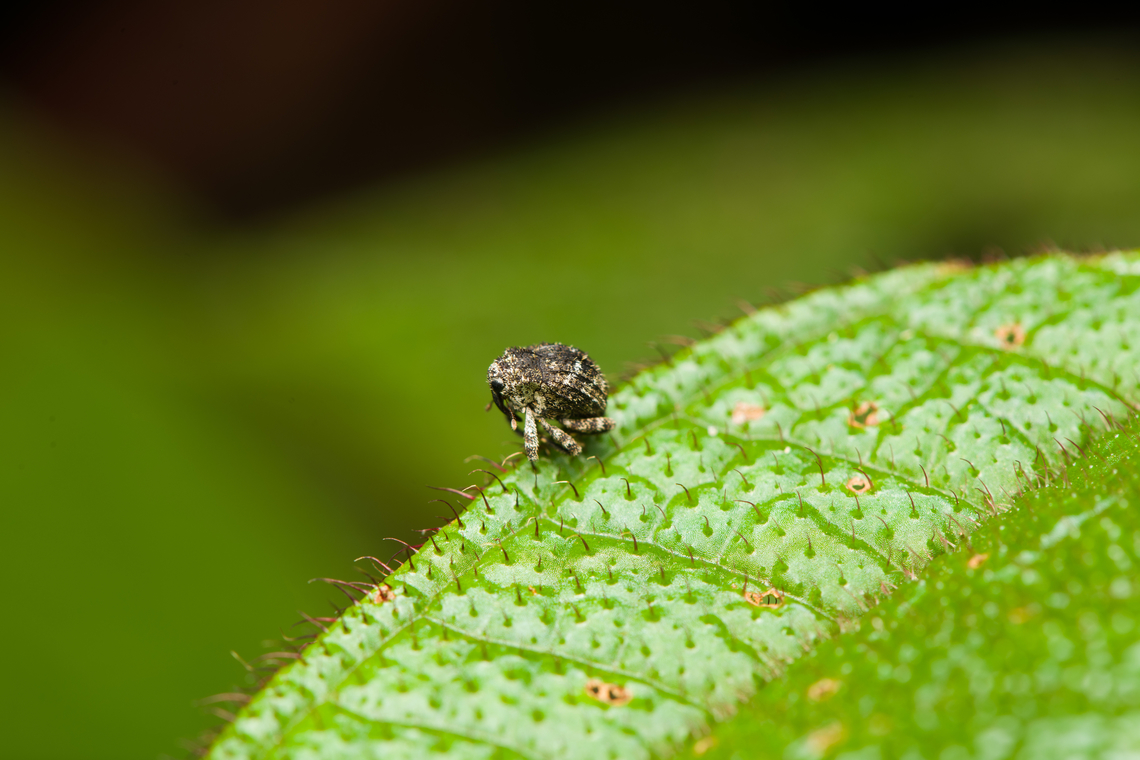 Tiny snout weevil, Finca Heimatlos, Ecuador  Ecuador,Ecuador 2021,Finca Heimatlos,Geotagged,South America,Spring,World