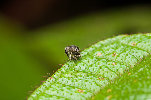 Tiny snout weevil, Finca Heimatlos, Ecuador  Ecuador,Ecuador 2021,Finca Heimatlos,Geotagged,South America,Spring,World
