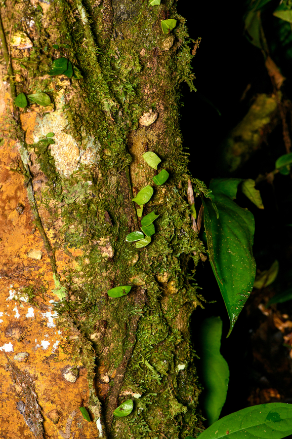 Leafcutter ants at work, Finca Heimatlos, Ecuador The night shift. Each leaf section in the photo is carried by a leafcutter ant. Their jaws vibrate hundreds of times per second and should be seen as chainsaws, not scissors.  Ecuador,Ecuador 2021,Finca Heimatlos,Geotagged,South America,Spring,World