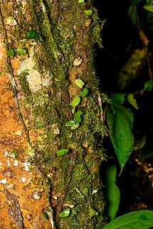 Leafcutter ants at work, Finca Heimatlos, Ecuador The night shift. Each leaf section in the photo is carried by a leafcutter ant. Their jaws vibrate hundreds of times per second and should be seen as chainsaws, not scissors.  Ecuador,Ecuador 2021,Finca Heimatlos,Geotagged,South America,Spring,World