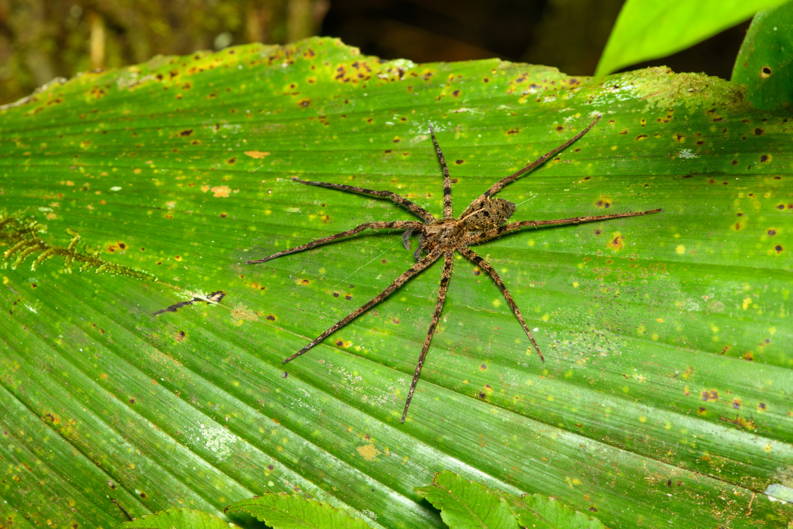 Enoploctenus (wandering spider) - sideview, Finca Heimatlos, Ecuador Probably the same species as this earlier observation:<br />
<figure class="photo"><a href="https://www.jungledragon.com/image/129538/enoploctenus_wandering_spider_finca_heimatlos_ecuador.html" title="Enoploctenus (wandering spider), Finca Heimatlos, Ecuador"><img src="https://s3.amazonaws.com/media.jungledragon.com/images/2/129538_thumb.jpg?AWSAccessKeyId=05GMT0V3GWVNE7GGM1R2&Expires=1761782410&Signature=XGAS0SdhYefmuiWU7B7sqNXZGIs%3D" width="200" height="140" alt="Enoploctenus (wandering spider), Finca Heimatlos, Ecuador Probably Enoploctenus sp., but not fully sure. This spider has some really beautiful details.<br />
https://www.jungledragon.com/image/129537/enoploctenus_wandering_spider_-_closeup_finca_heimatlos_ecuador.html Ecuador,Ecuador 2021,Finca Heimatlos,Geotagged,South America,Spring,World" /></a></figure> Ecuador,Ecuador 2021,Finca Heimatlos,Geotagged,South America,Spring,World