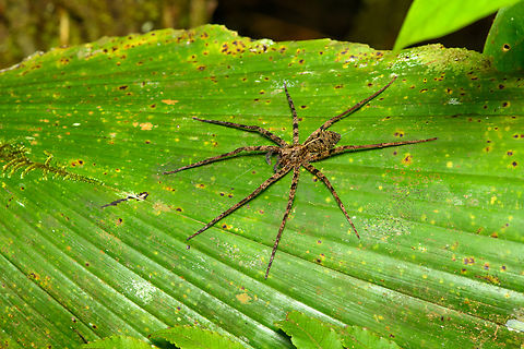 Enoploctenus (wandering spider) - sideview, Finca Heimatlos, Ecuador Probably the same species as this earlier observation:
https://www.jungledragon.com/image/129538/enoploctenus_wandering_spider_finca_heimatlos_ecuador.html Ecuador,Ecuador 2021,Finca Heimatlos,Geotagged,South America,Spring,World