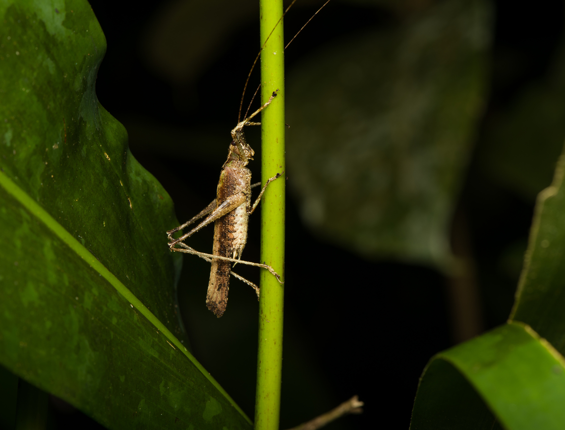 Brown katydid, Finca Heimatlos, Ecuador  Ecuador,Ecuador 2021,Finca Heimatlos,Geotagged,South America,Spring,World